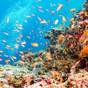 7 Night Spectacular Great Barrier Reef
